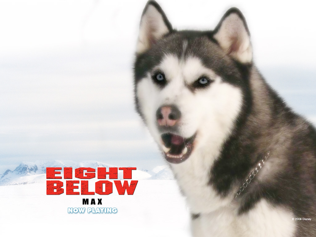 Eight Below Wallpapers