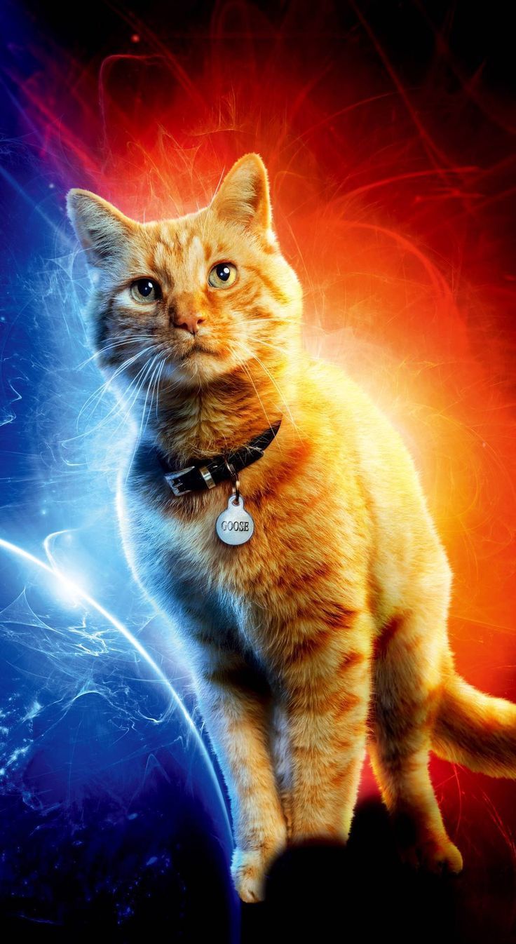 Goose The Cat In Captain Marvel Image Wallpapers