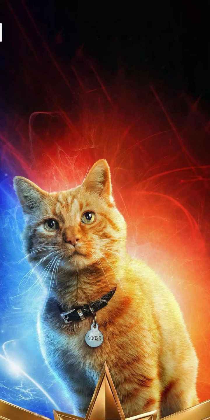 Goose The Cat In Captain Marvel Image Wallpapers