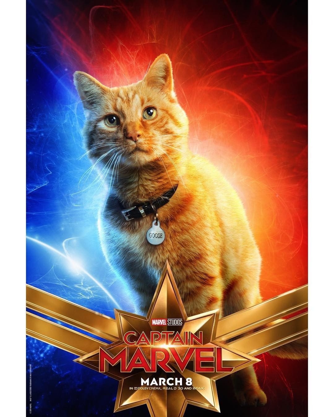 Goose The Cat In Captain Marvel Image Wallpapers