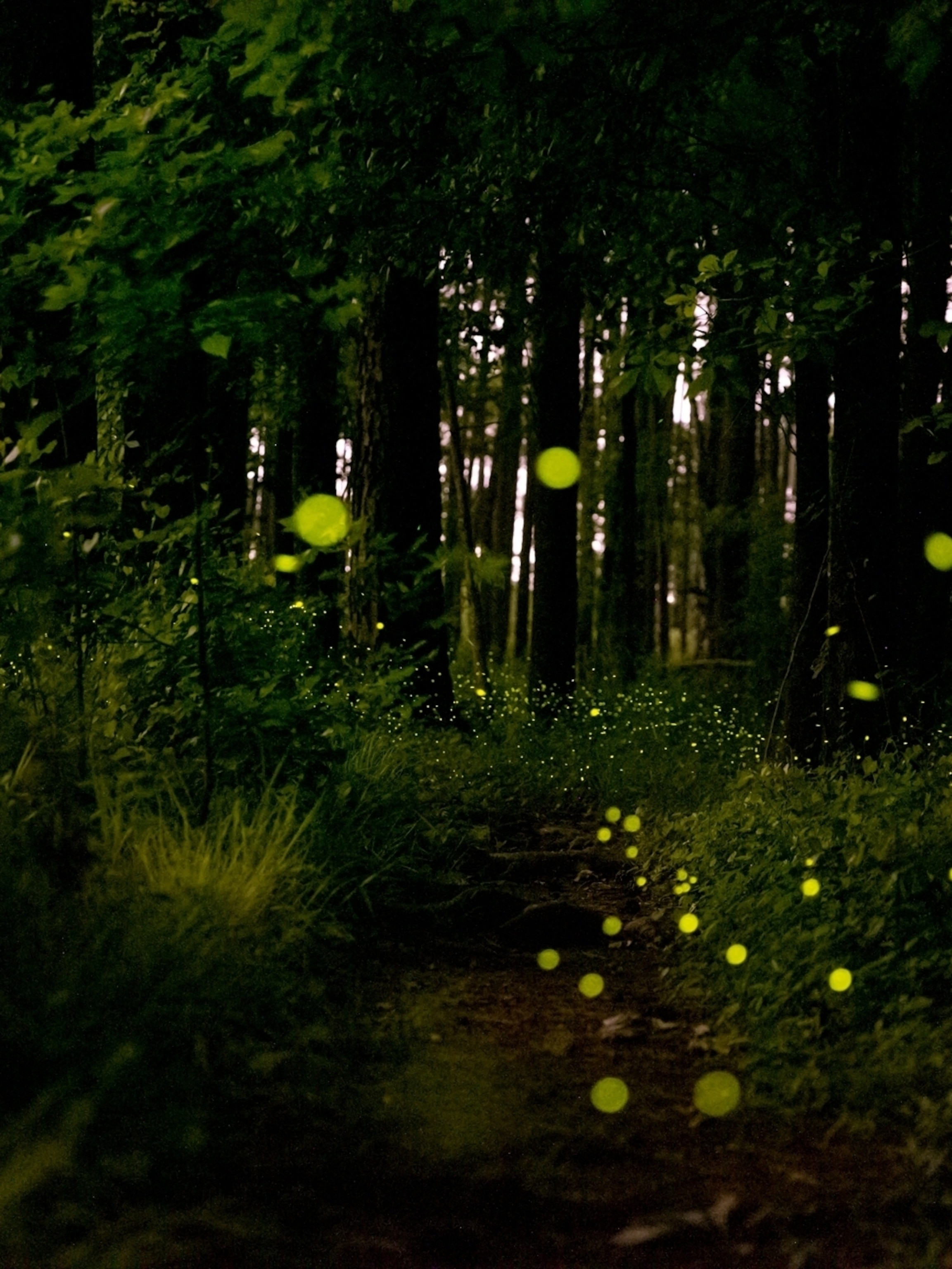 Into The Forest Of Fireflies' Light Wallpapers