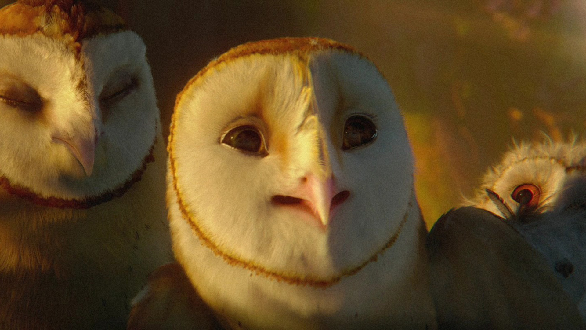 Legend Of The Guardians: The Owls Of Ga'Hoole Wallpapers