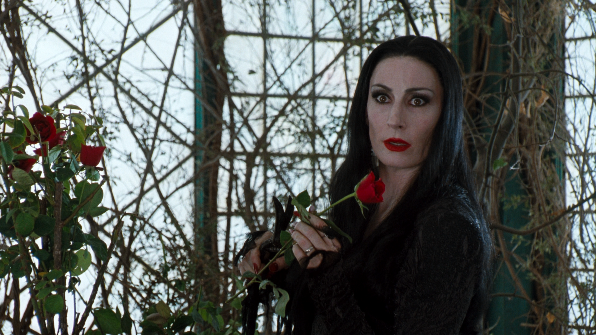 Morticia Addams The Addams Family Wallpapers