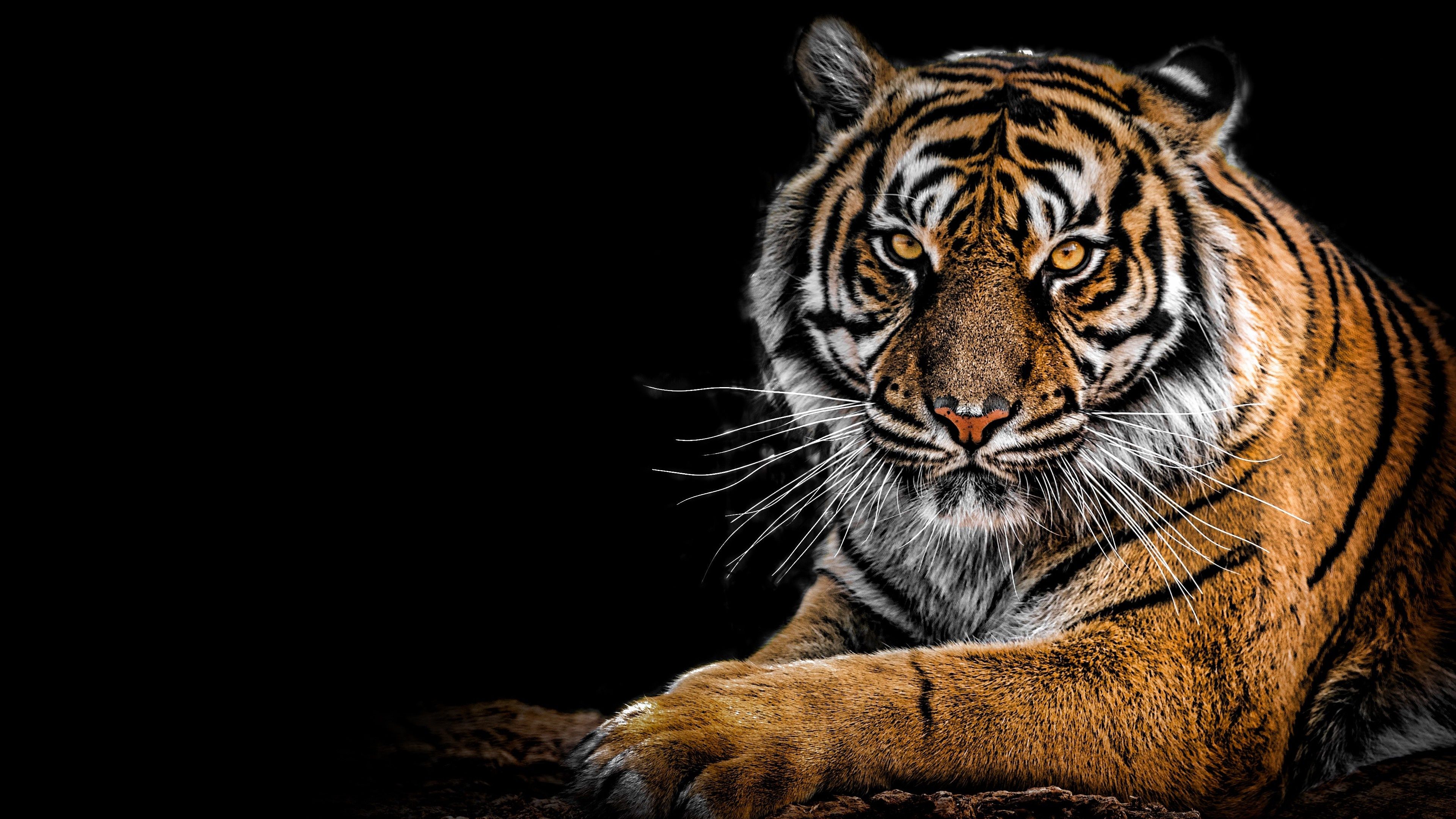 Netflix The White Tiger Wallpapers