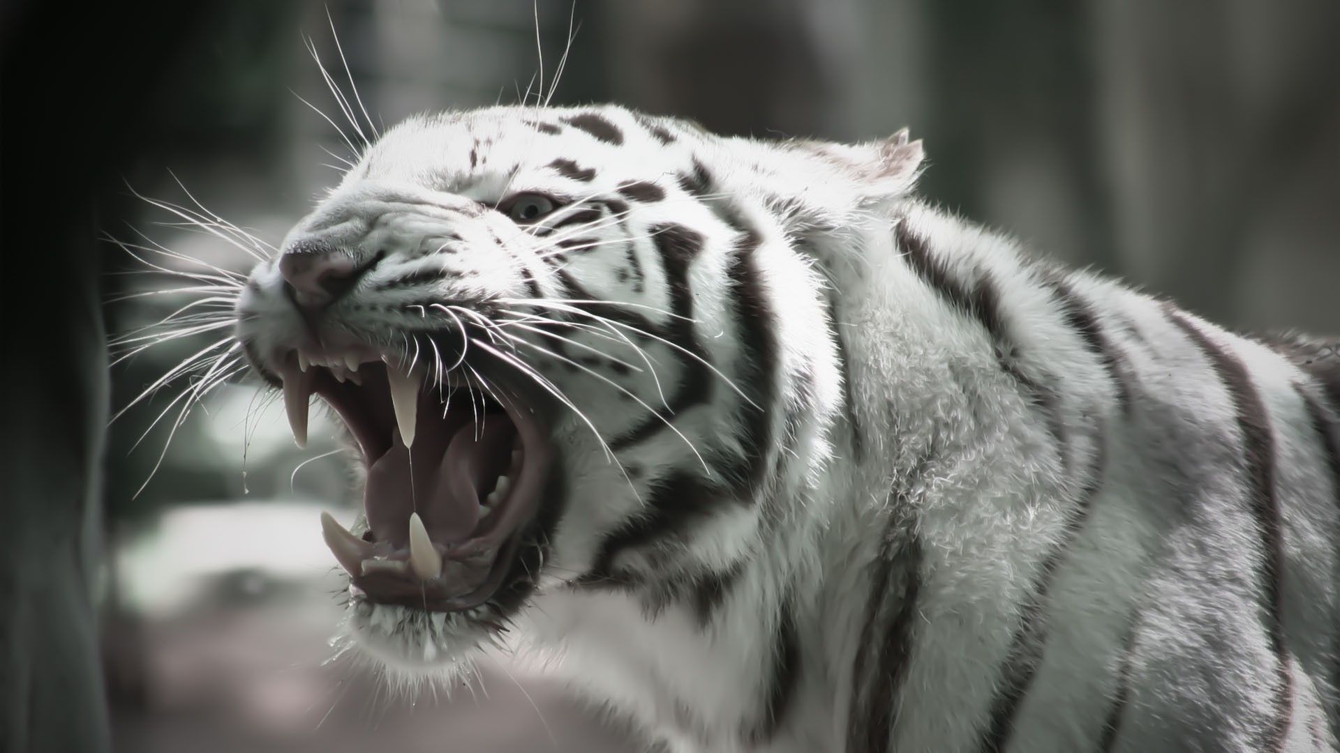 Netflix The White Tiger Wallpapers