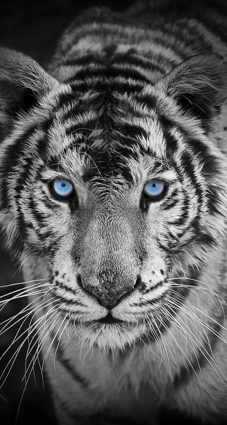 Netflix The White Tiger Wallpapers