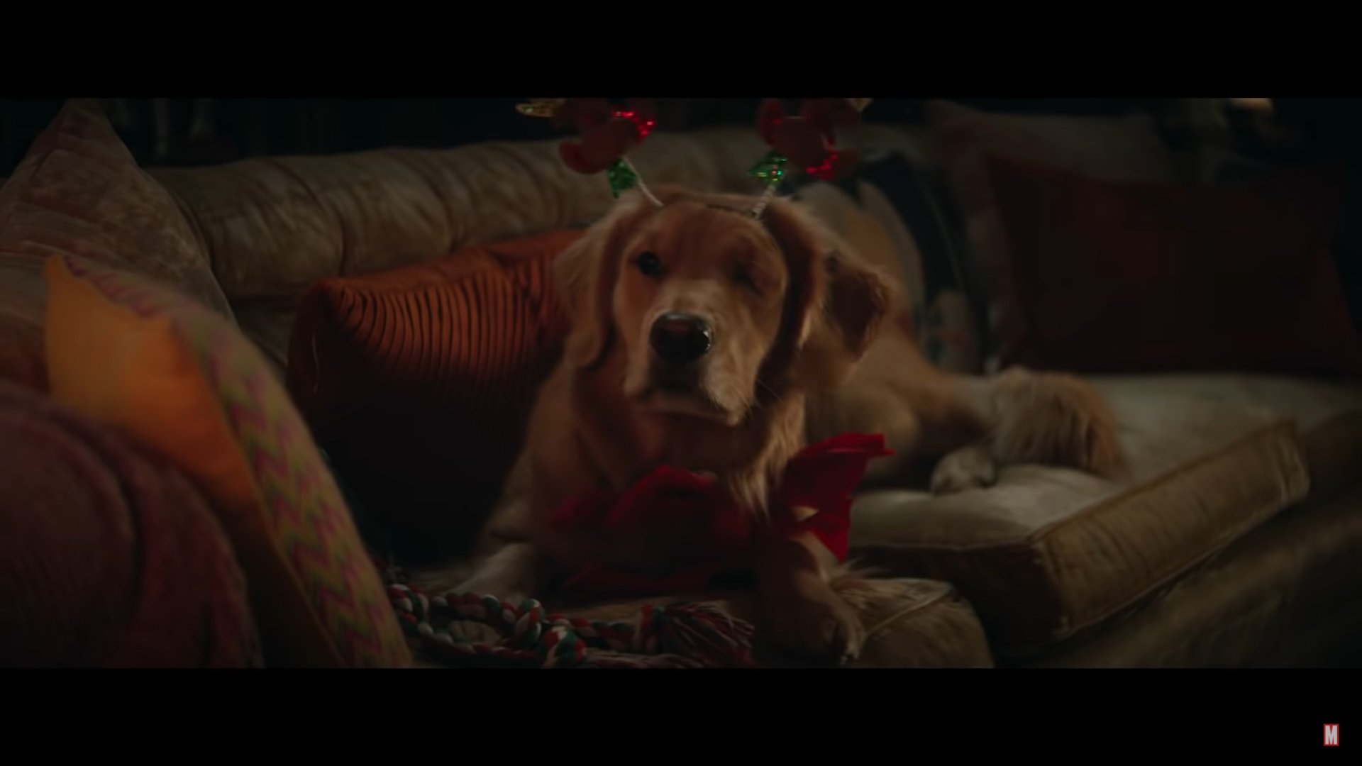 Puppy Movie 2017 Wallpapers