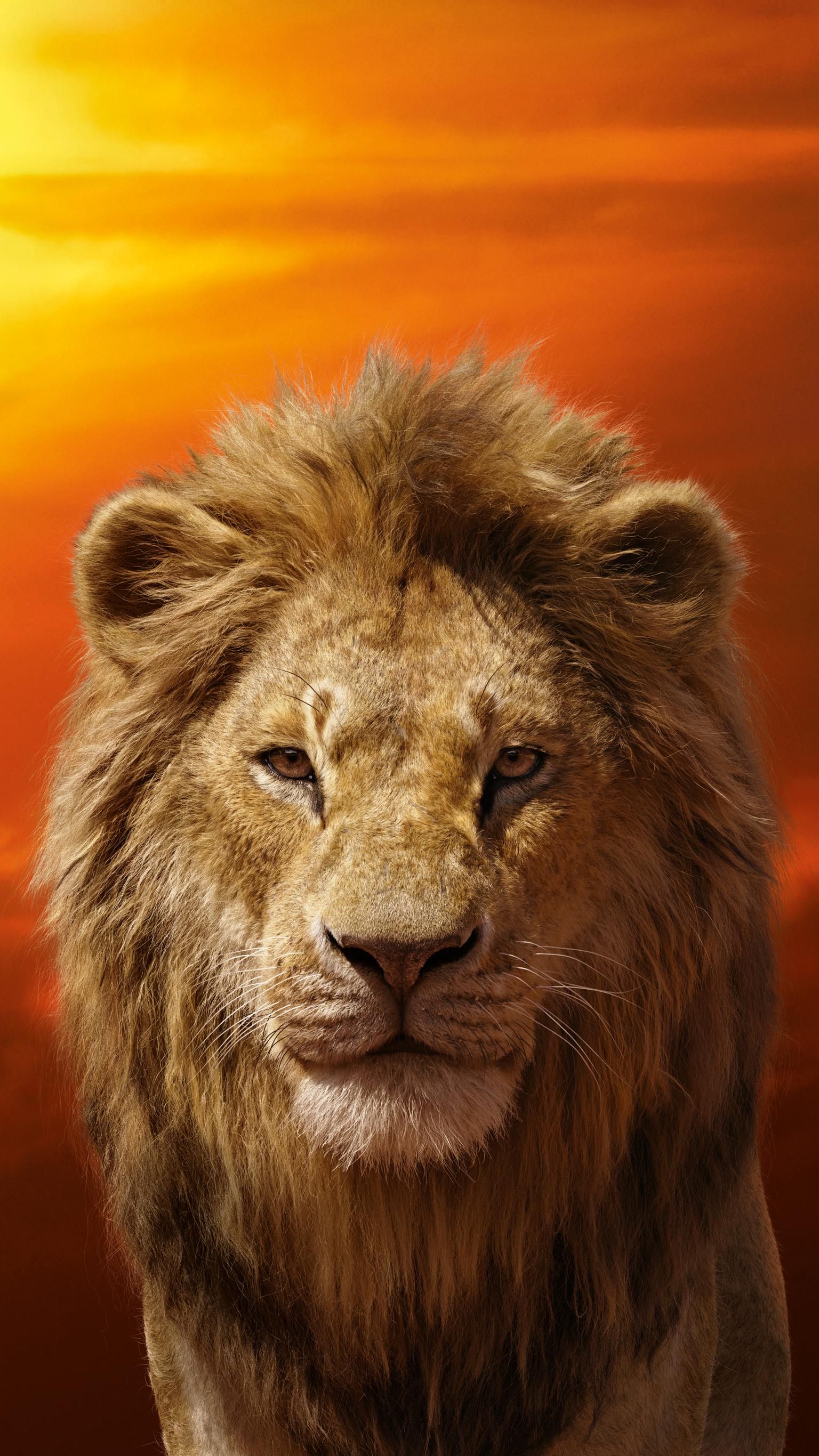 Simba In The Lion King 2019 Movie Wallpapers