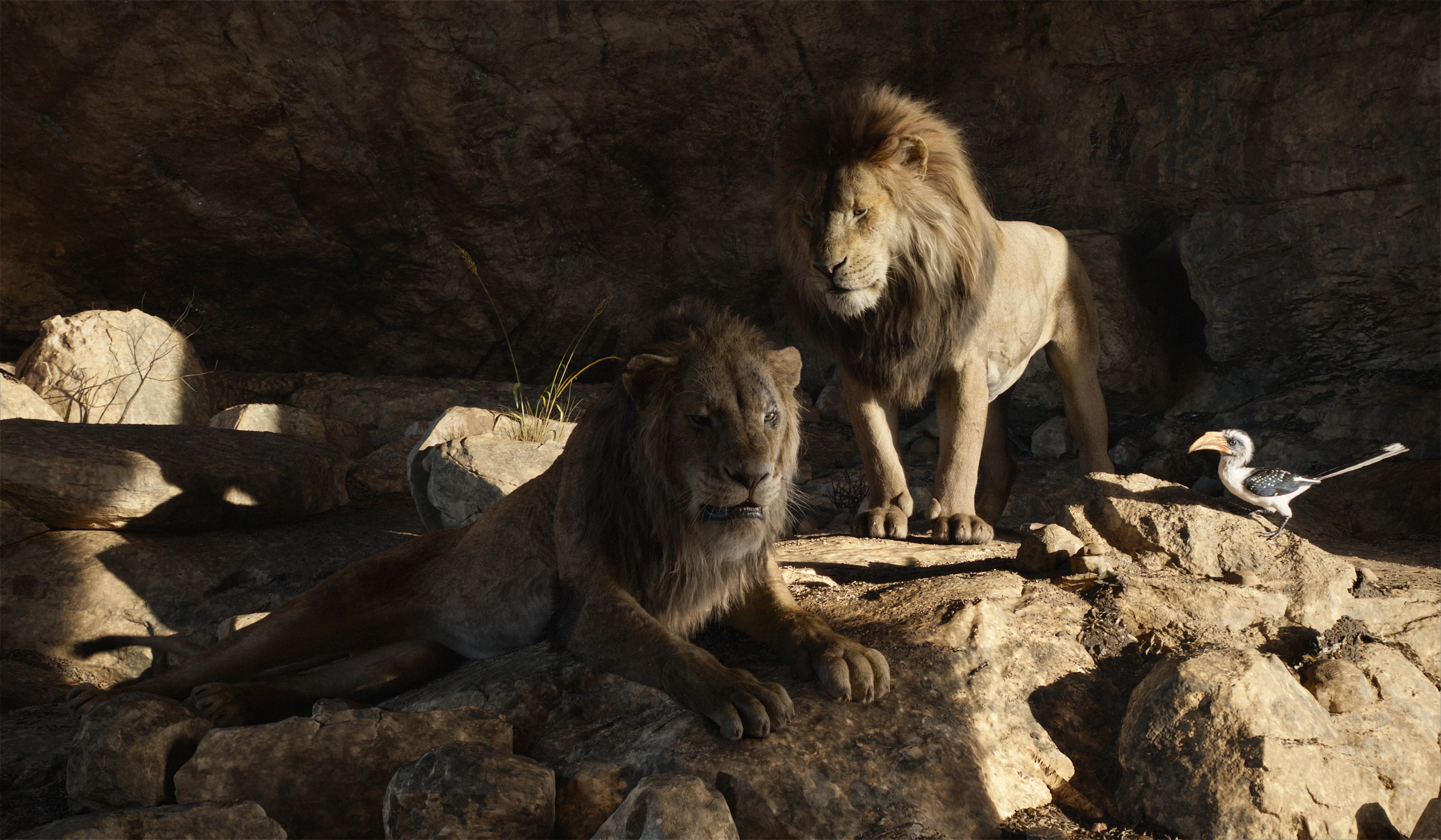 Simba In The Lion King 2019 Movie Wallpapers