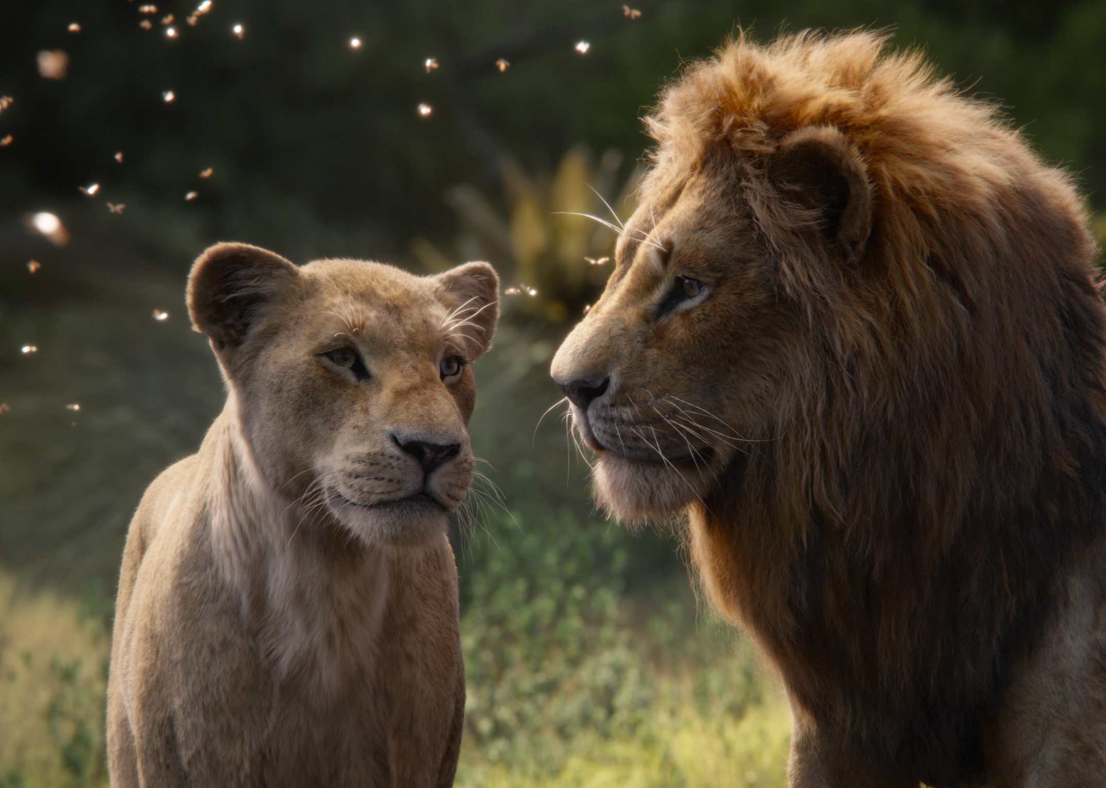 Simba In The Lion King 2019 Movie Wallpapers