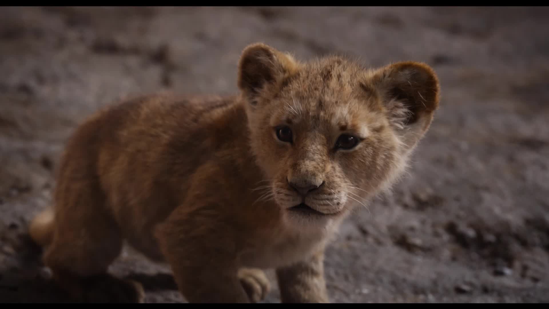 Simba In The Lion King 2019 Movie Wallpapers