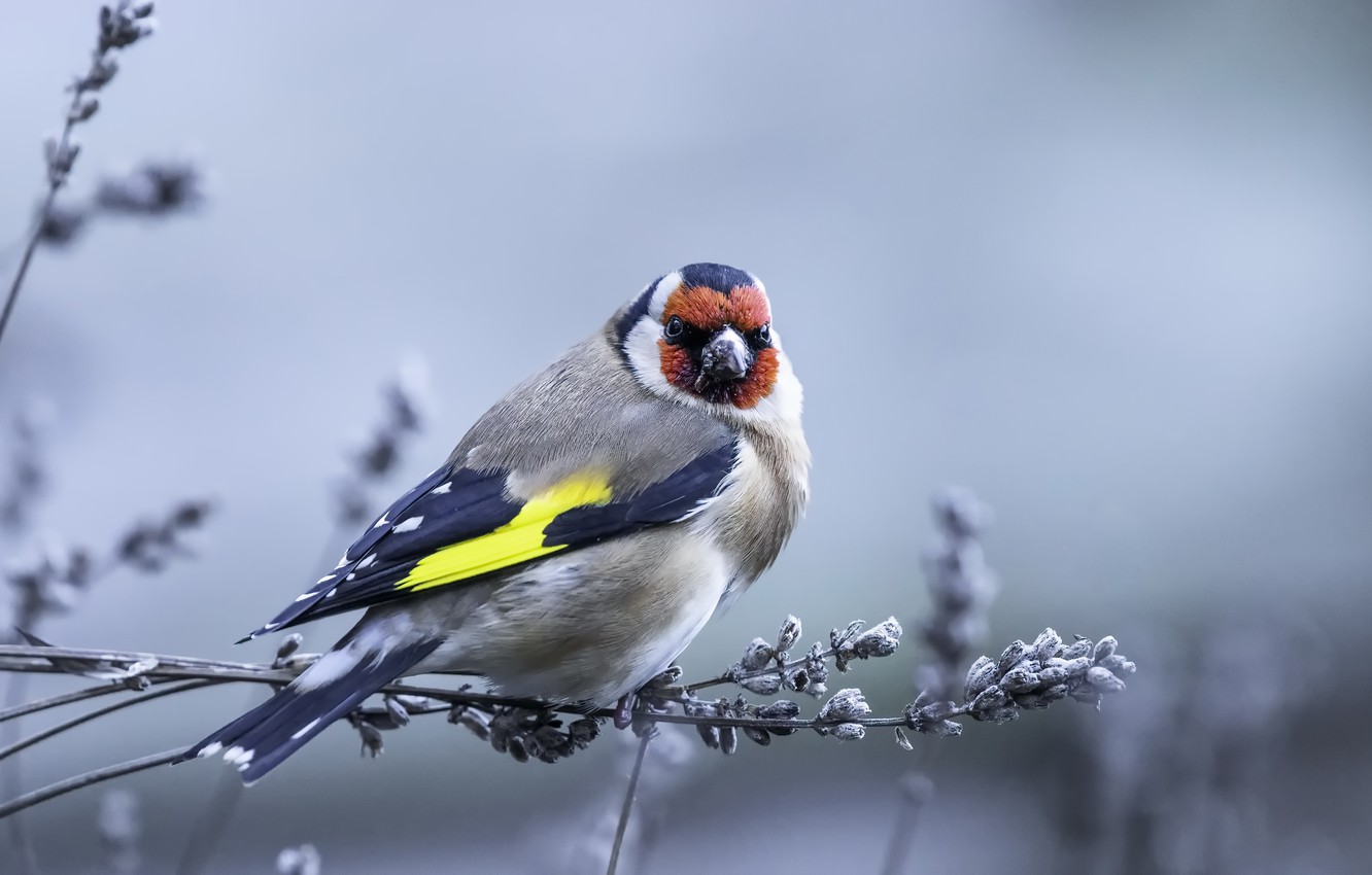 The Goldfinch Wallpapers