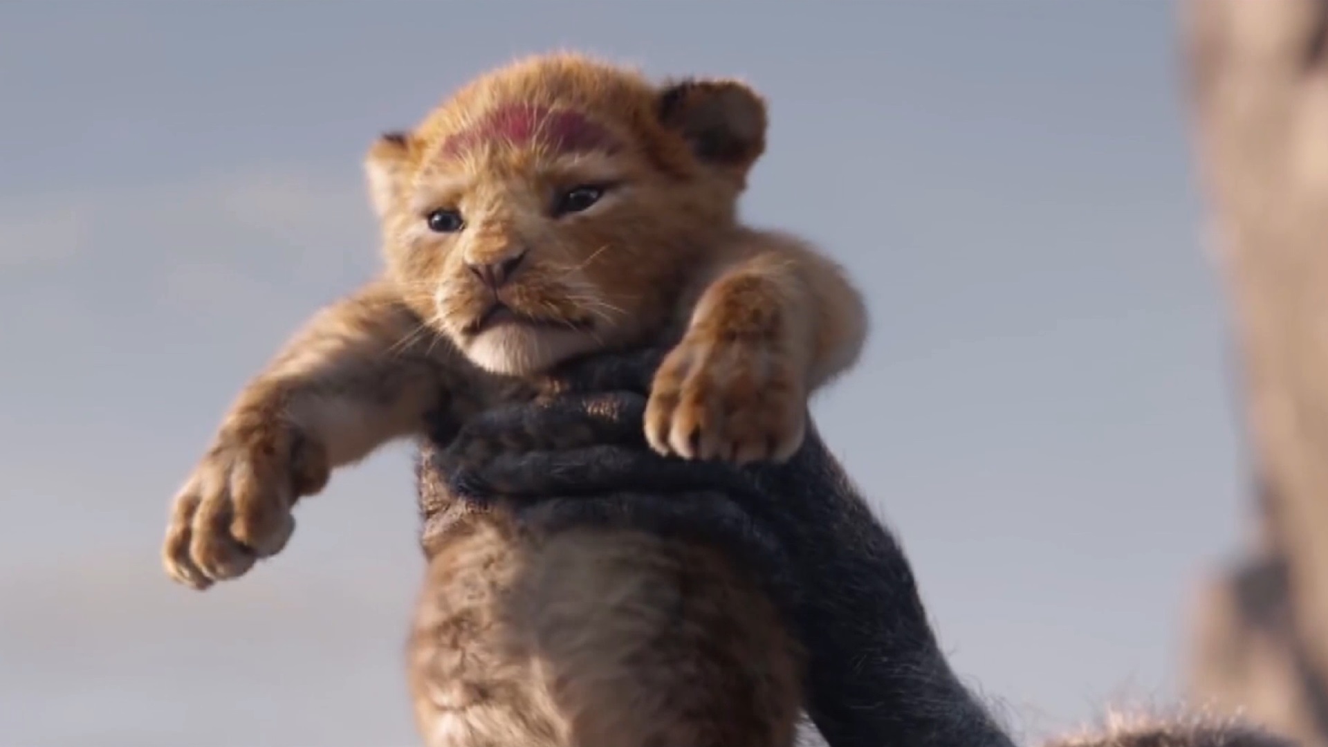 The Lion King 2019 Movie Wallpapers