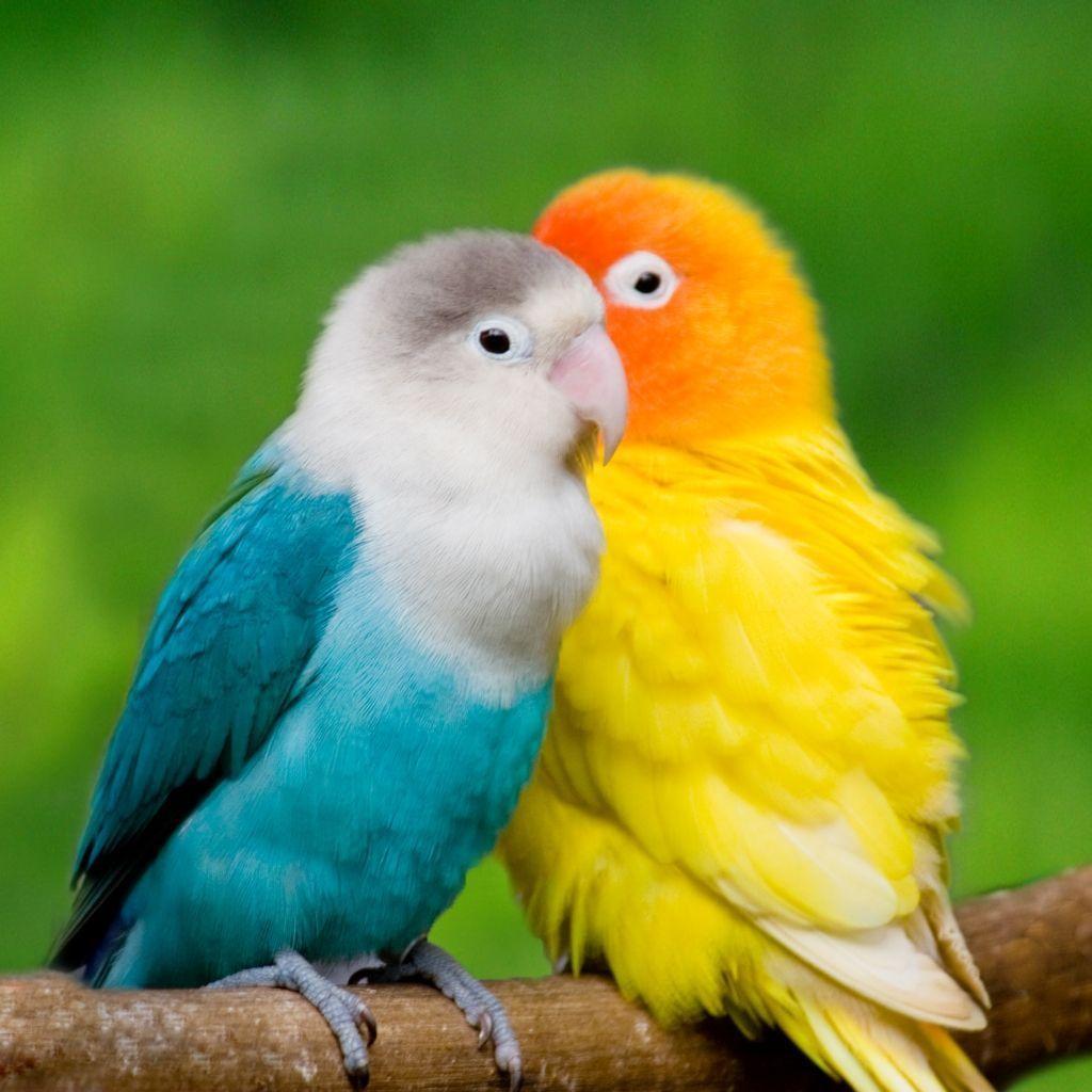 The Lovebirds Wallpapers