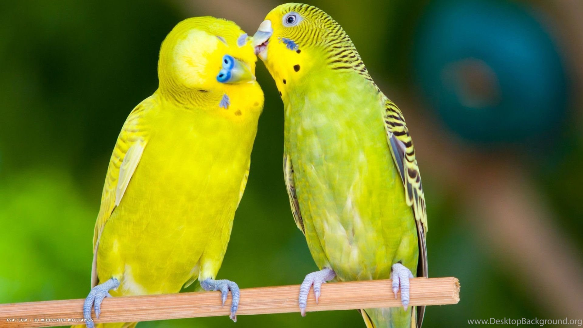 The Lovebirds Wallpapers