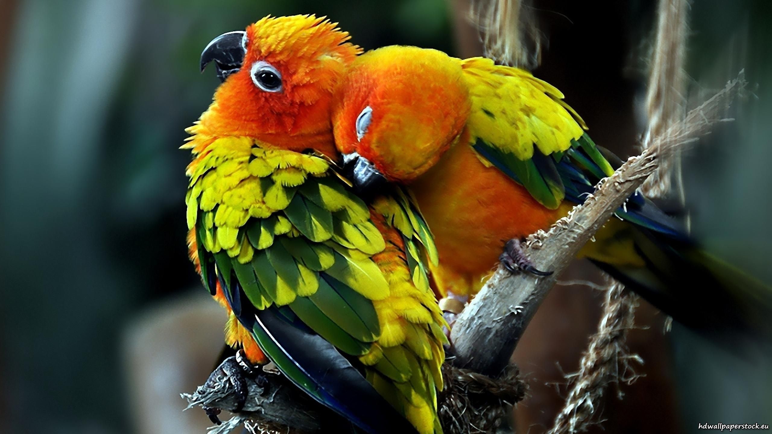 The Lovebirds Wallpapers