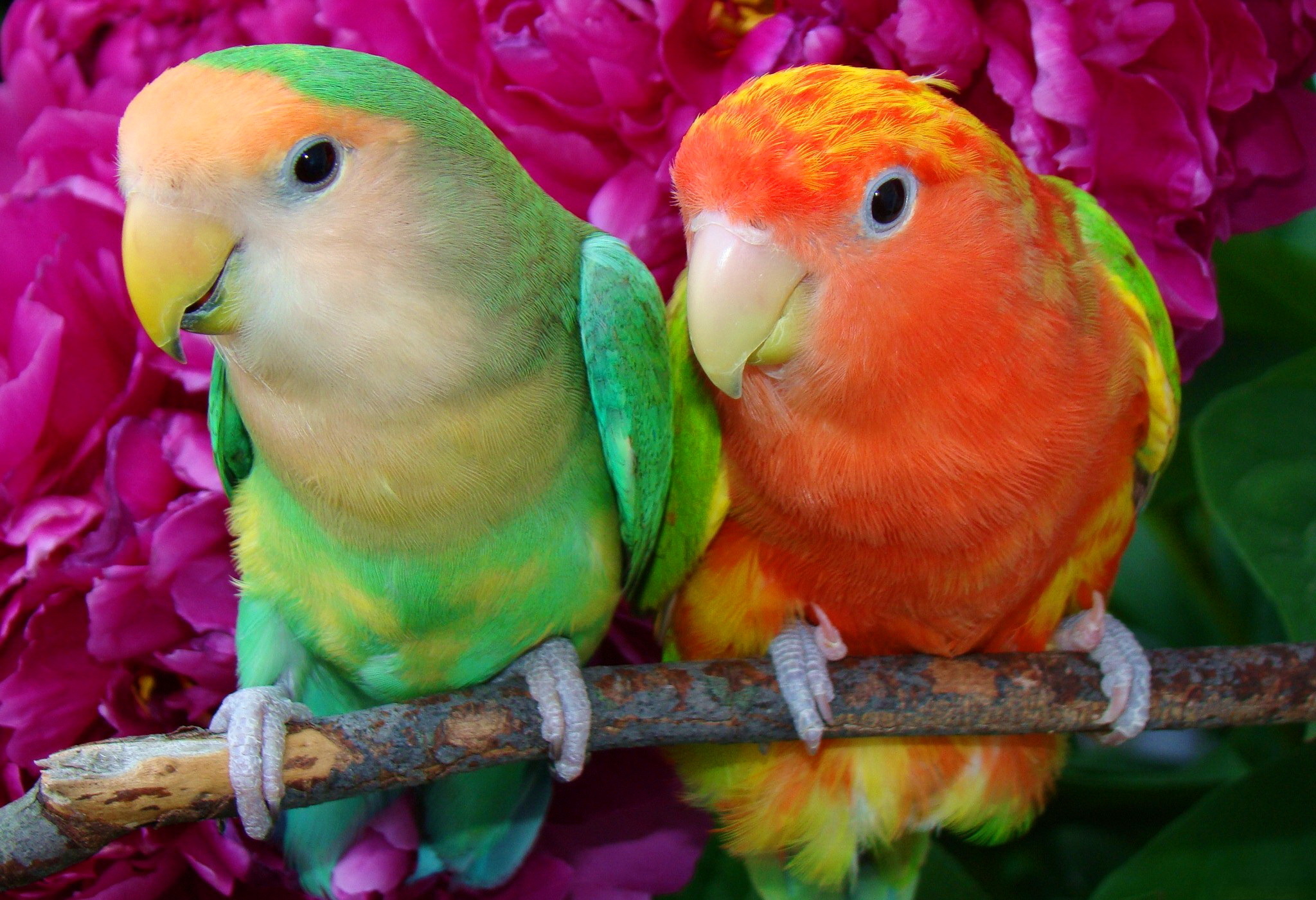 The Lovebirds Wallpapers