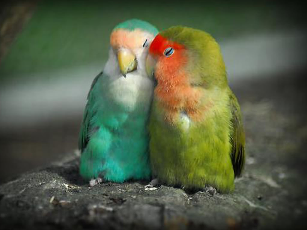 The Lovebirds Wallpapers