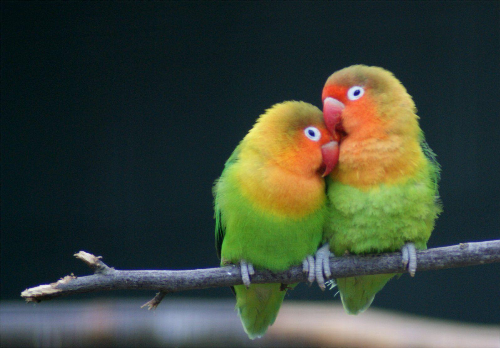 The Lovebirds Wallpapers