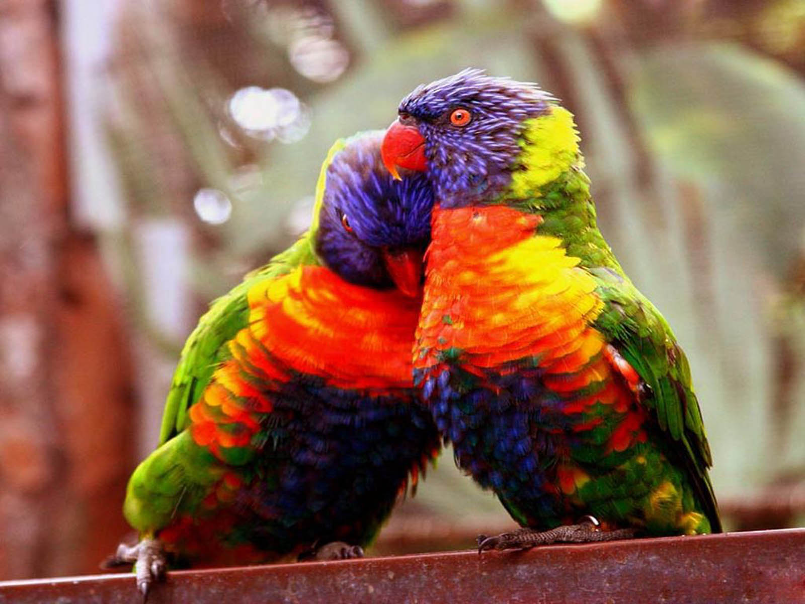 The Lovebirds Wallpapers