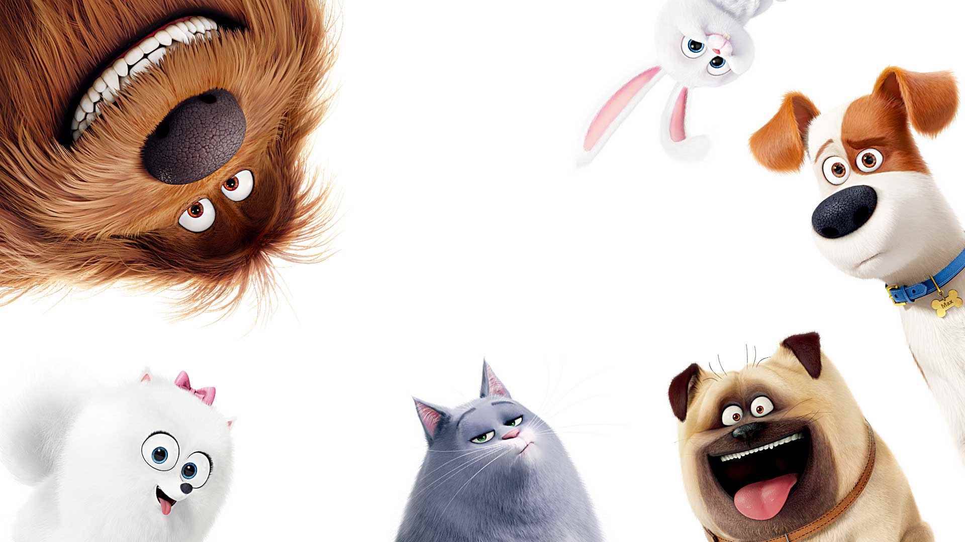 The Secret Life Of Pets Wallpapers