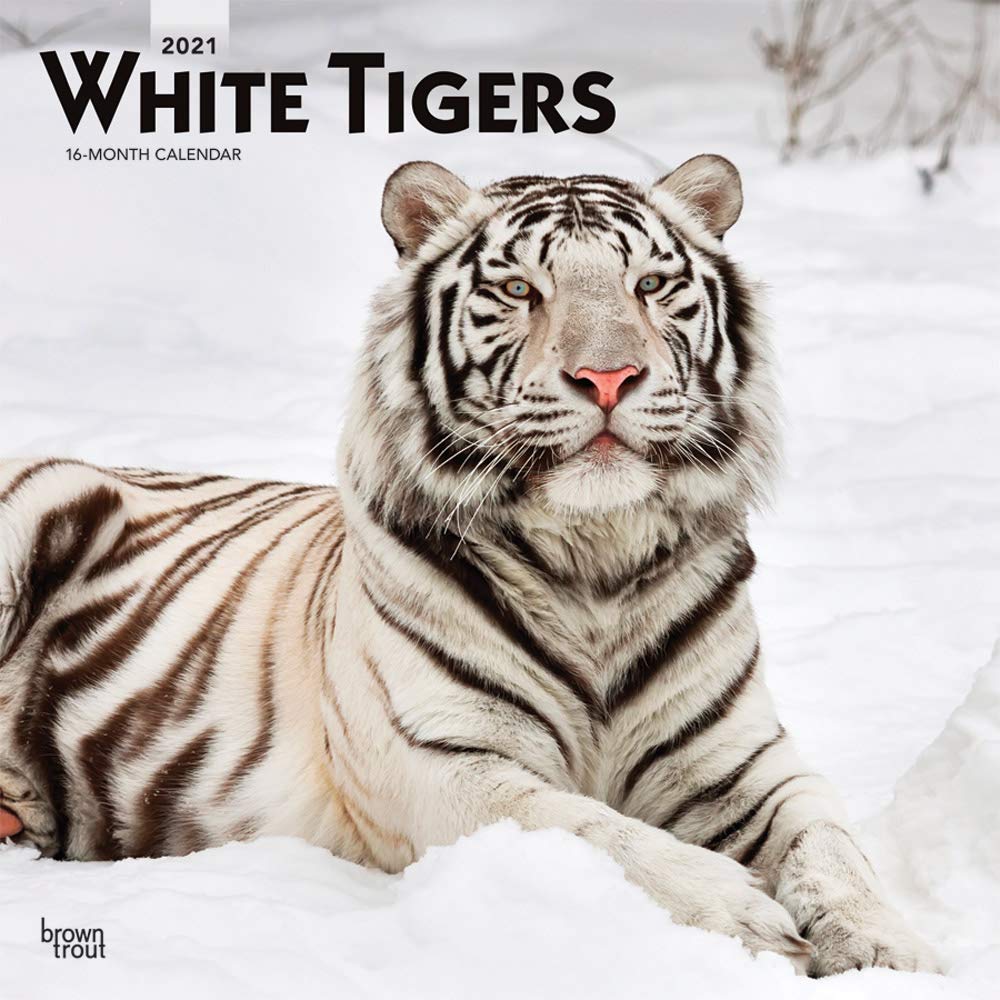 The White Tiger 2021 Wallpapers