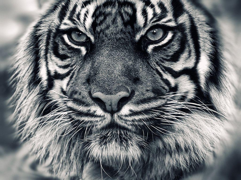 The White Tiger 2021 Wallpapers