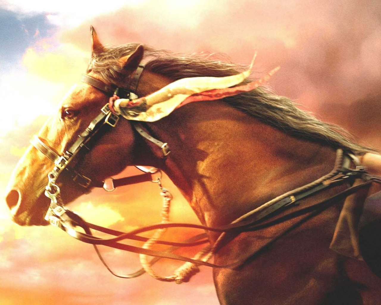 War Horse Wallpapers