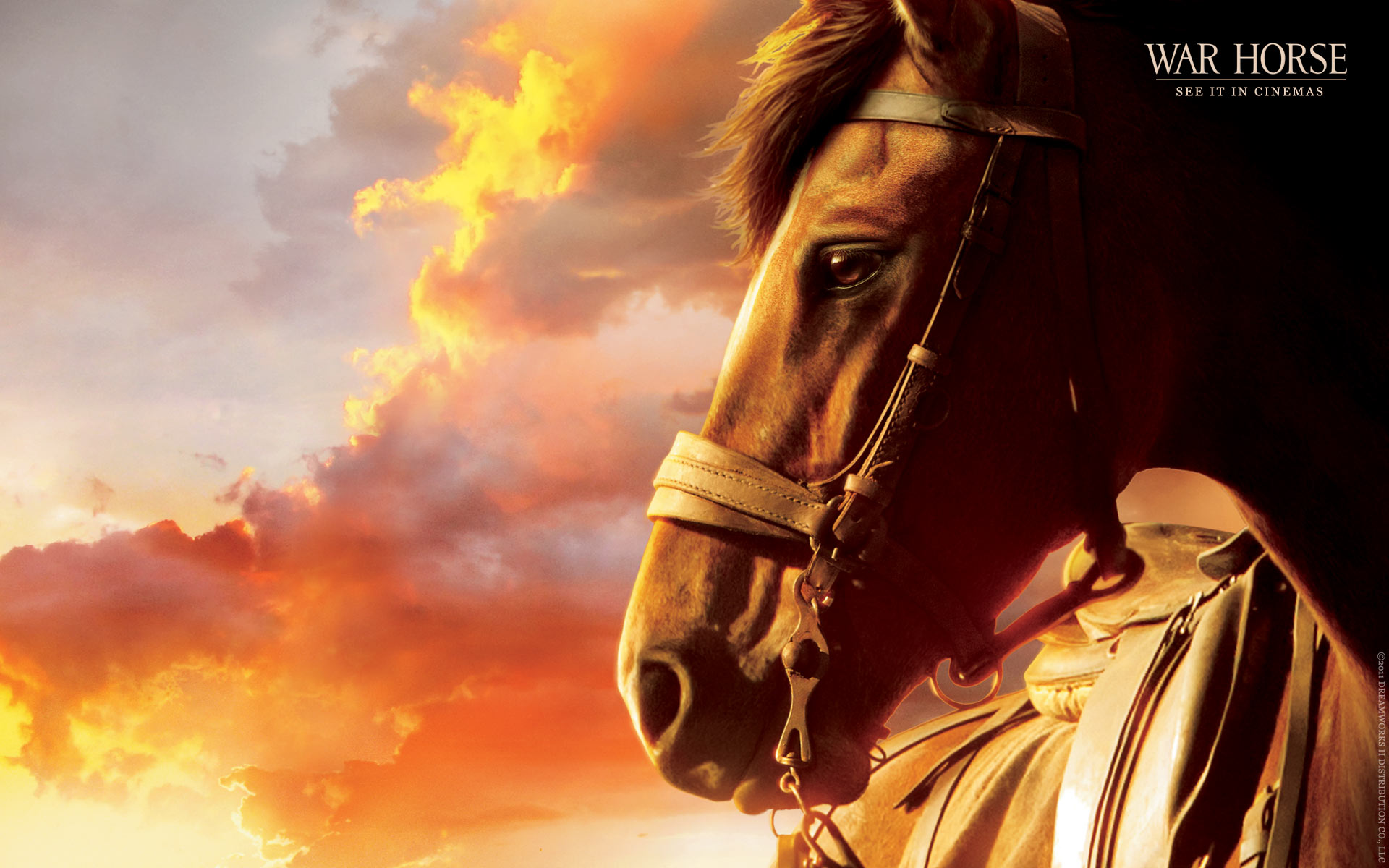 War Horse Wallpapers