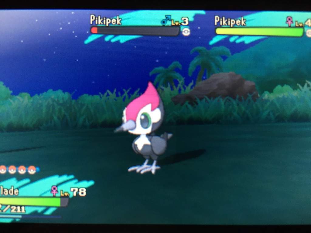 Pikipek Hd Wallpapers