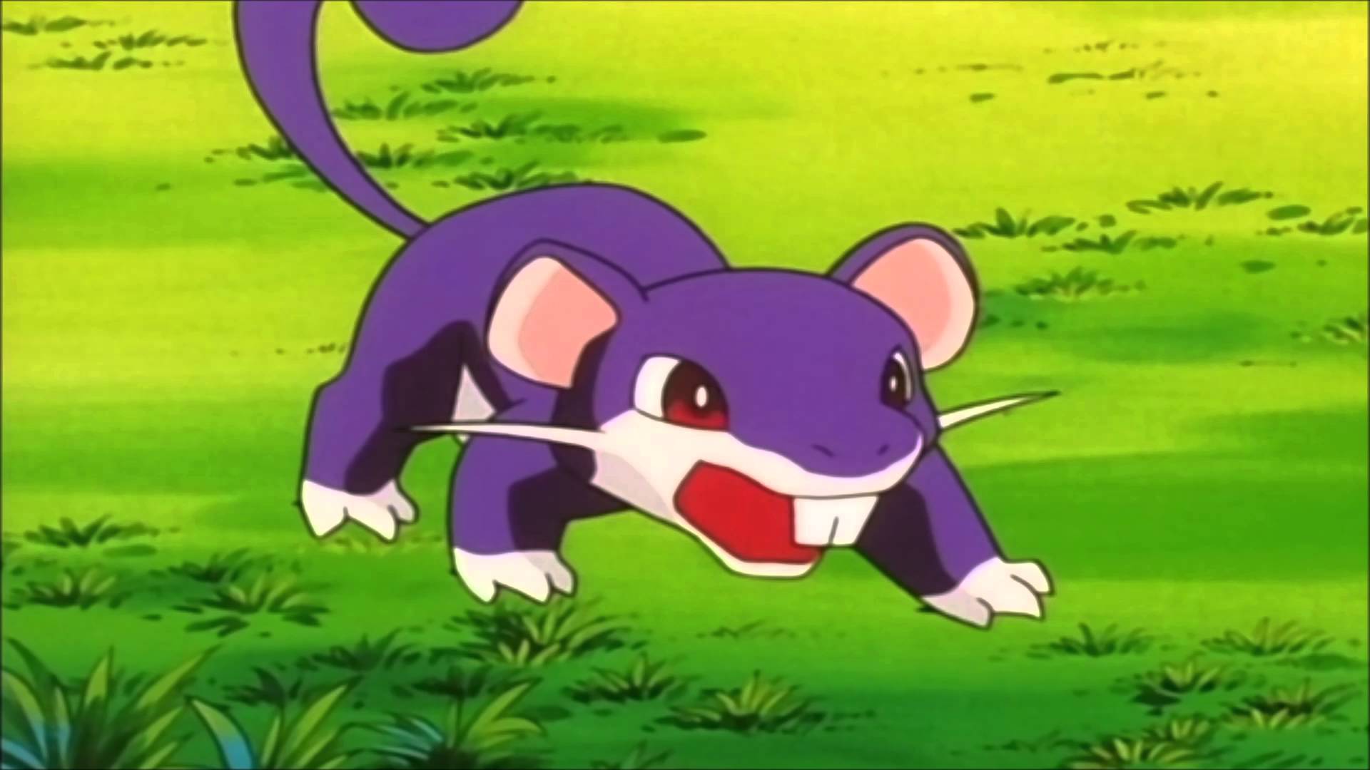 Rattata Hd Wallpapers