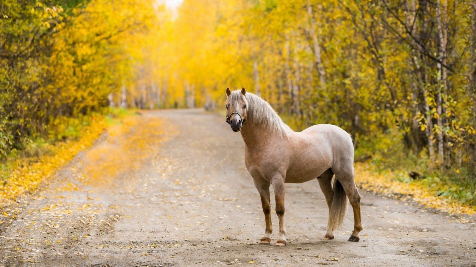 Beautiful Autumn Horses Wallpapers Wallpapers