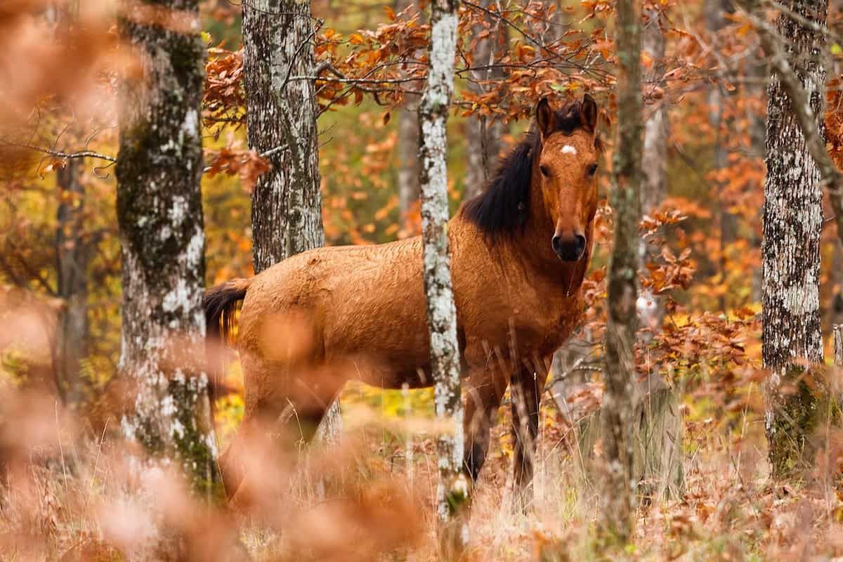 Beautiful Autumn Horses Wallpapers Wallpapers