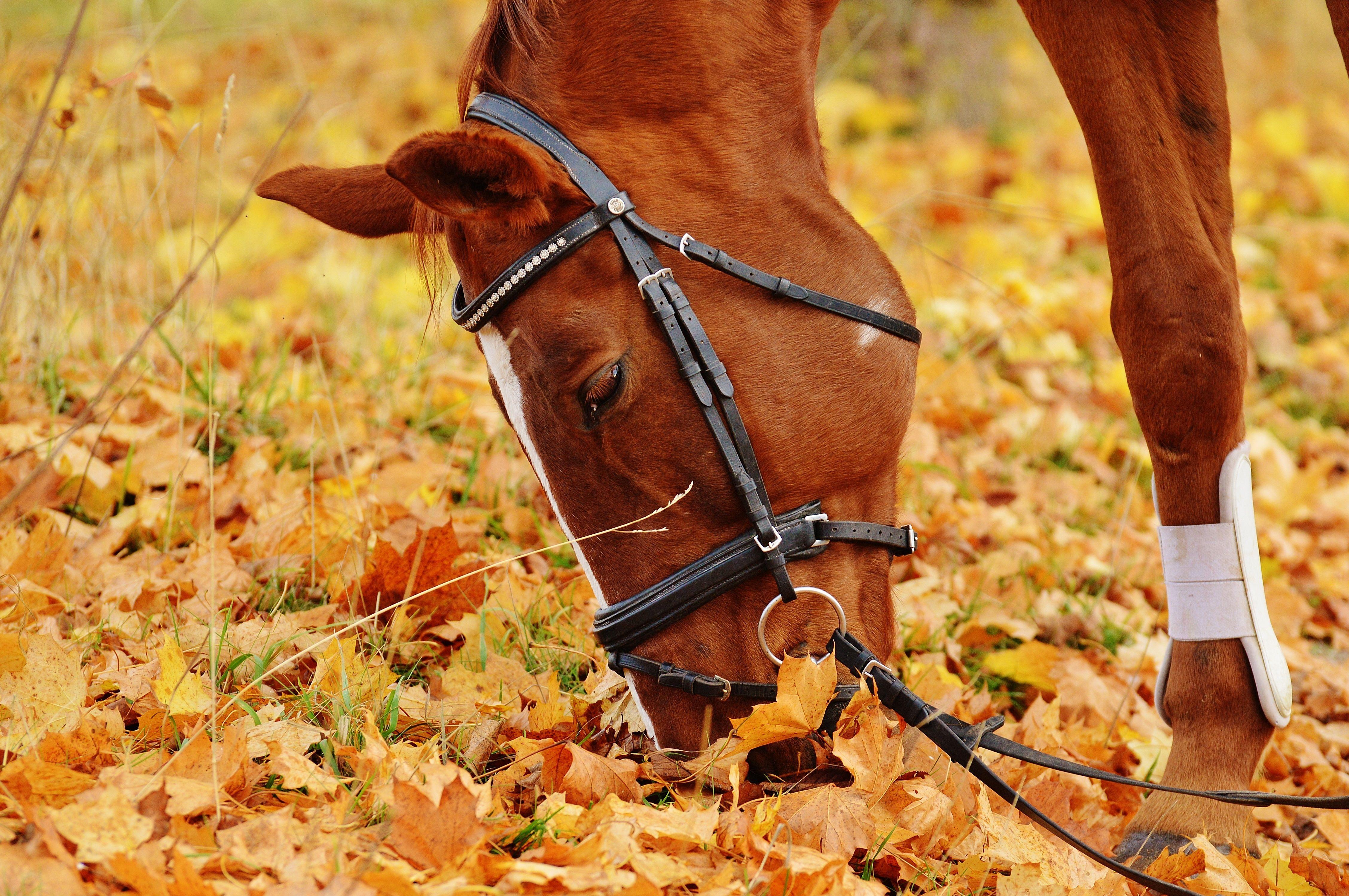 Beautiful Autumn Horses Wallpapers Wallpapers