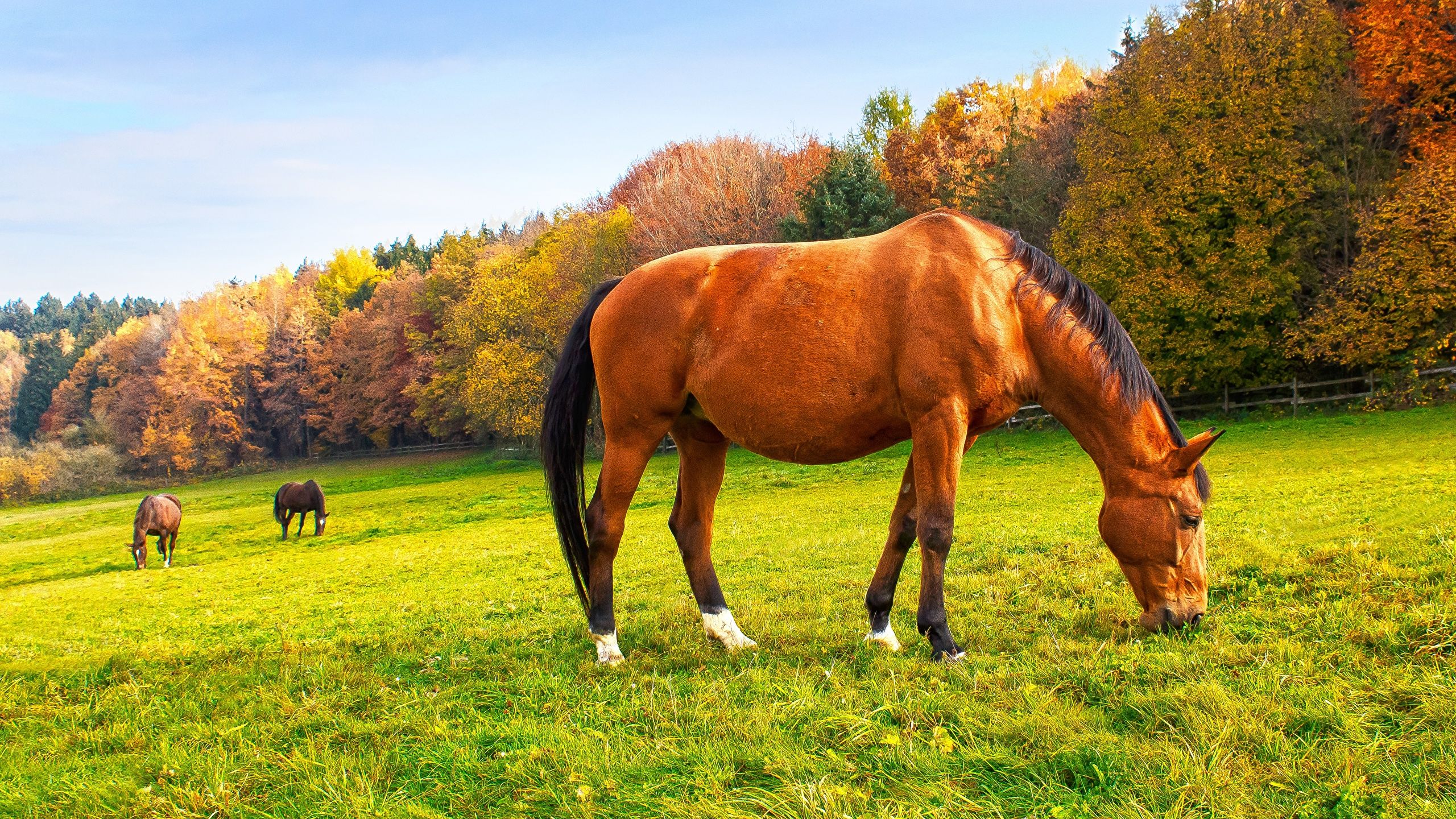 Beautiful Autumn Horses Wallpapers Wallpapers