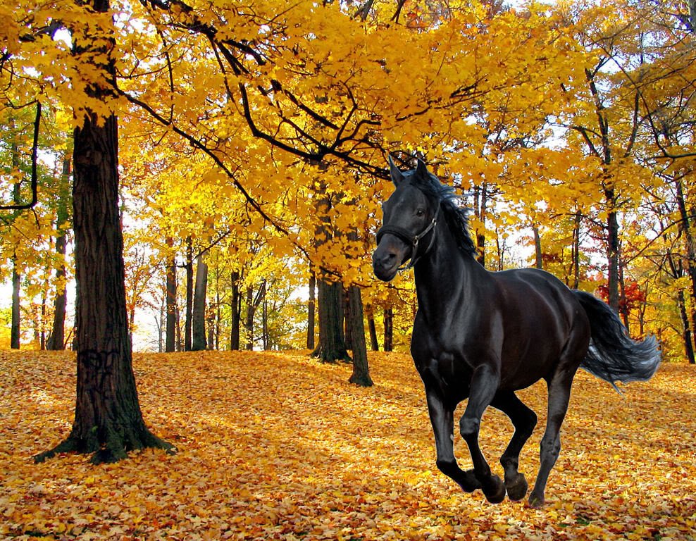 Beautiful Autumn Horses Wallpapers Wallpapers