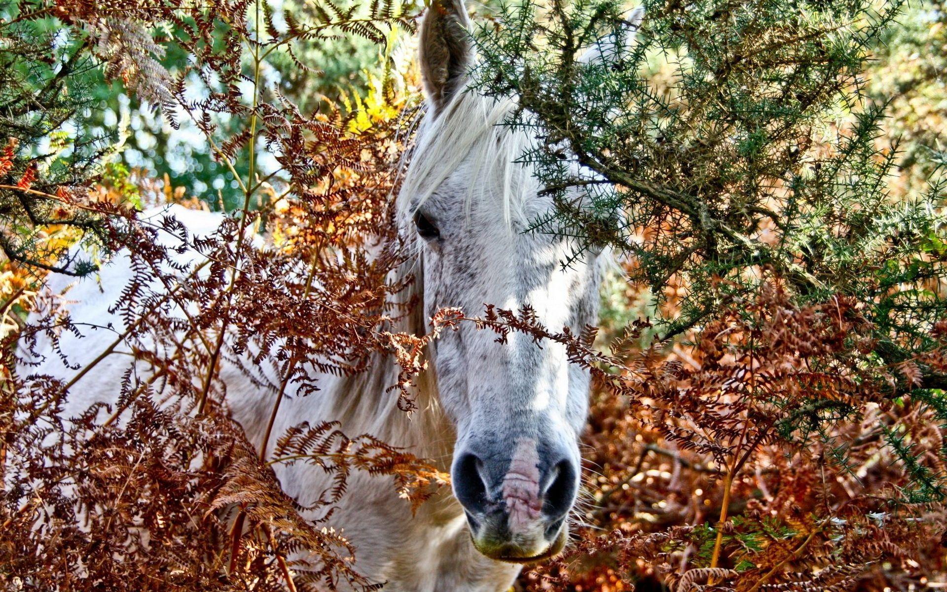 Beautiful Autumn Horses Wallpapers Wallpapers