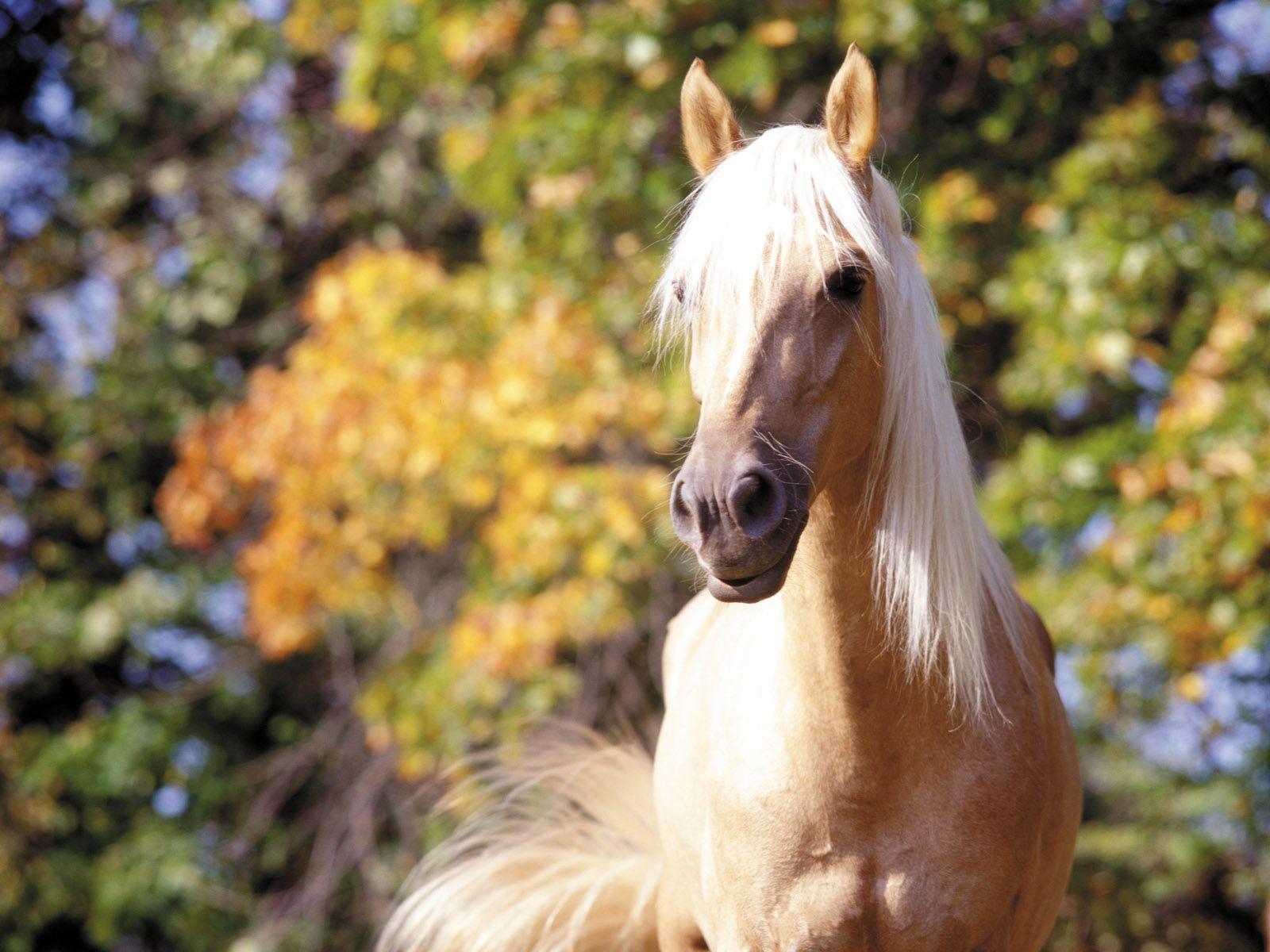 Beautiful Autumn Horses Wallpapers Wallpapers