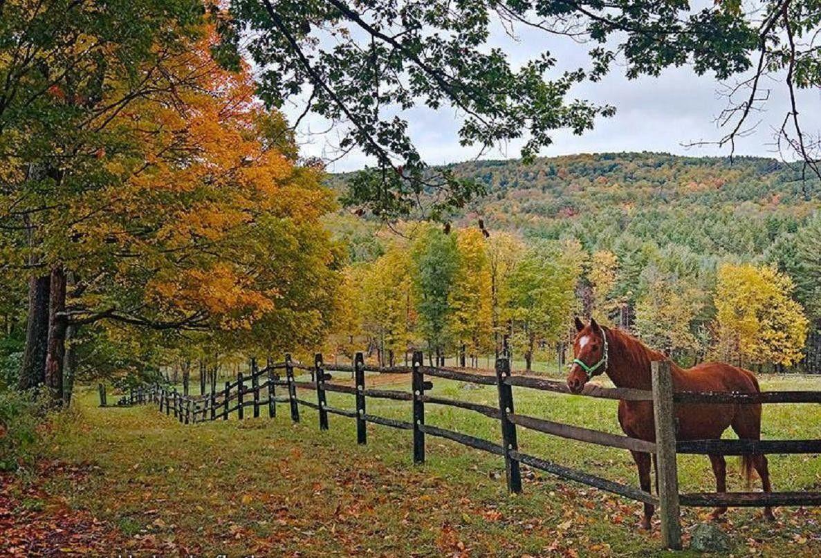 Beautiful Autumn Horses Wallpapers Wallpapers