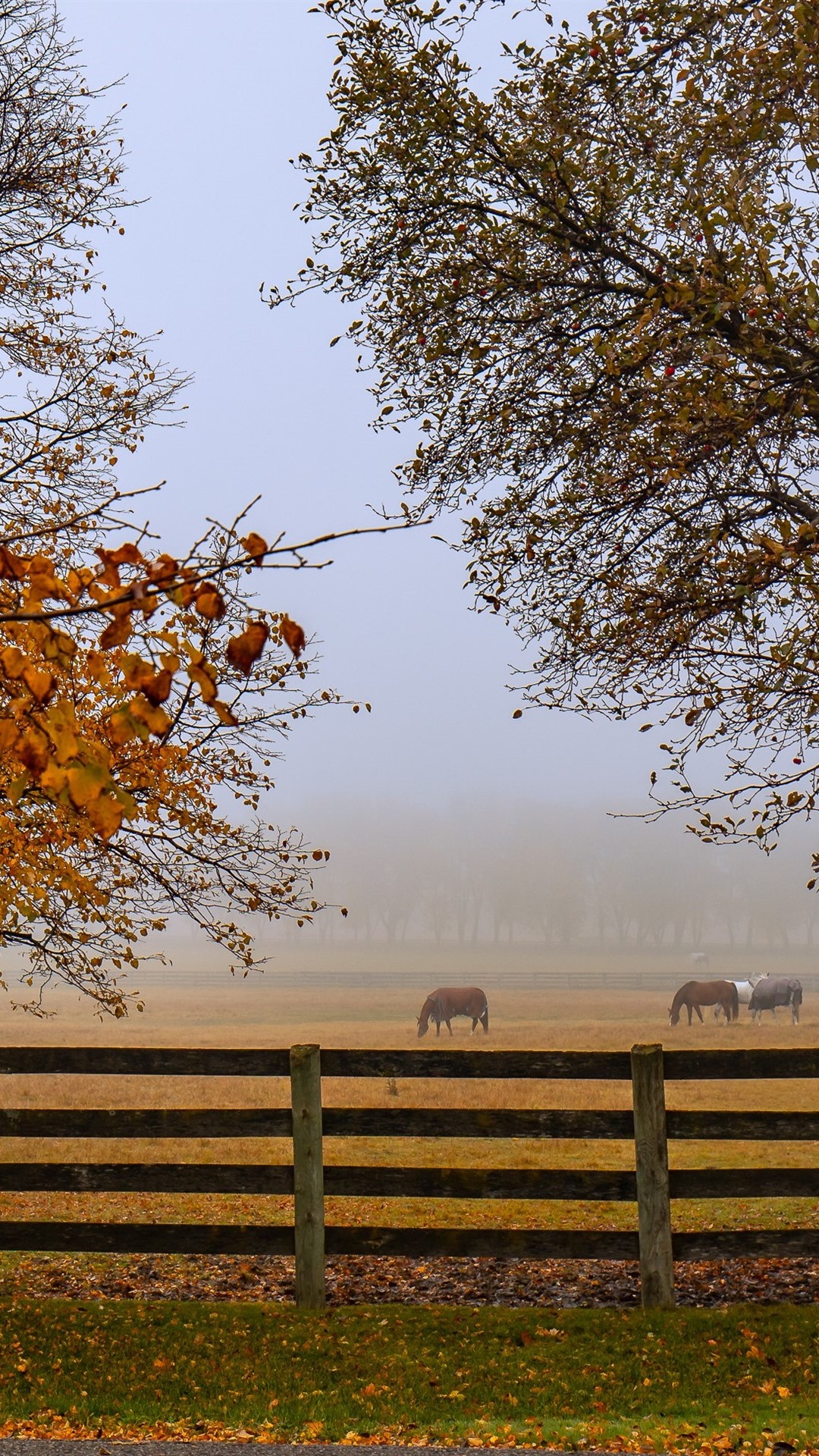 Beautiful Autumn Horses Wallpapers Wallpapers