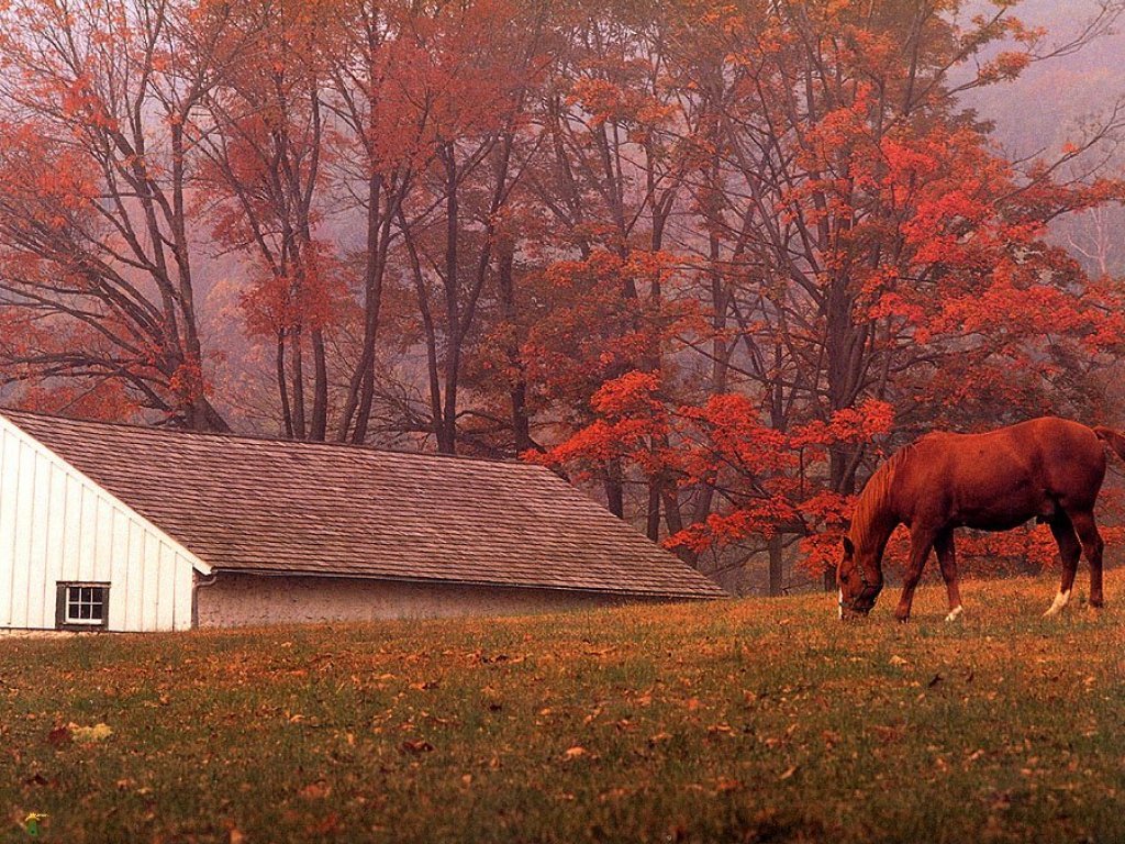 Beautiful Autumn Horses Wallpapers Wallpapers