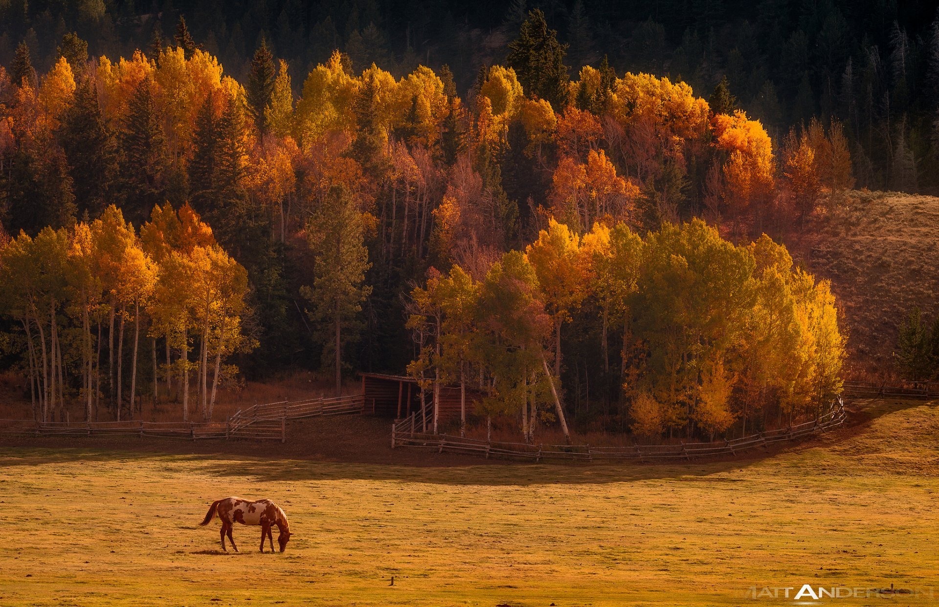 Beautiful Autumn Horses Wallpapers Wallpapers