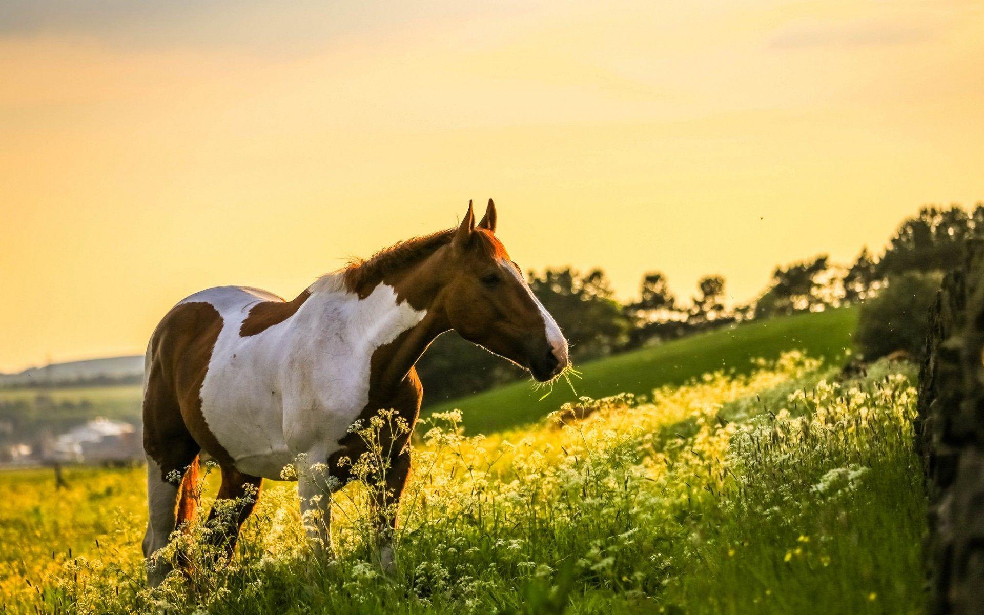 Beautiful Autumn Horses Wallpapers Wallpapers