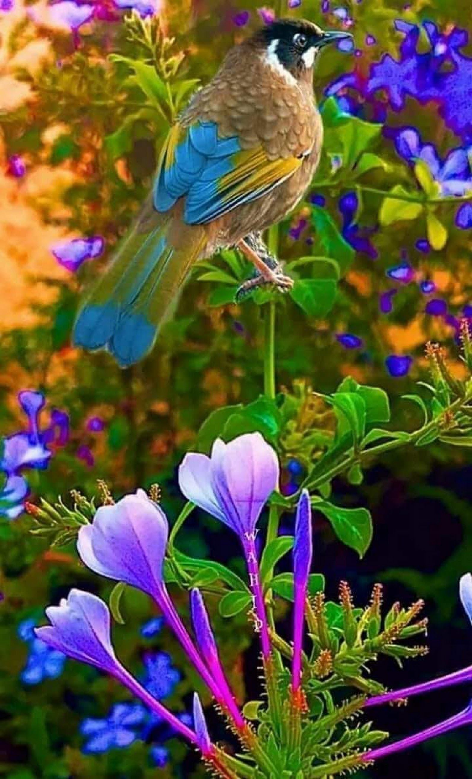 Beautiful Birds Wallpapers