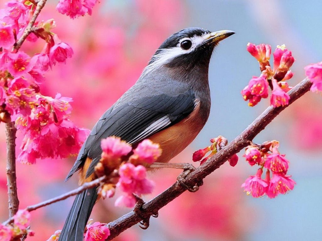 Beautiful Birds Wallpapers