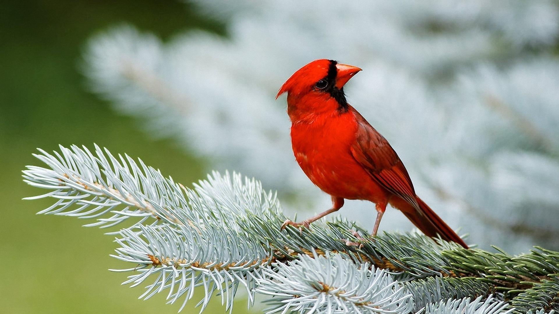 Beautiful Birds Wallpapers