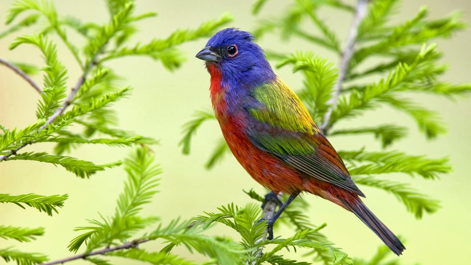 Beautiful Birds Wallpapers