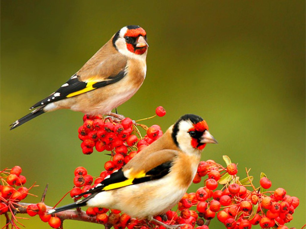 Beautiful Birds Wallpapers