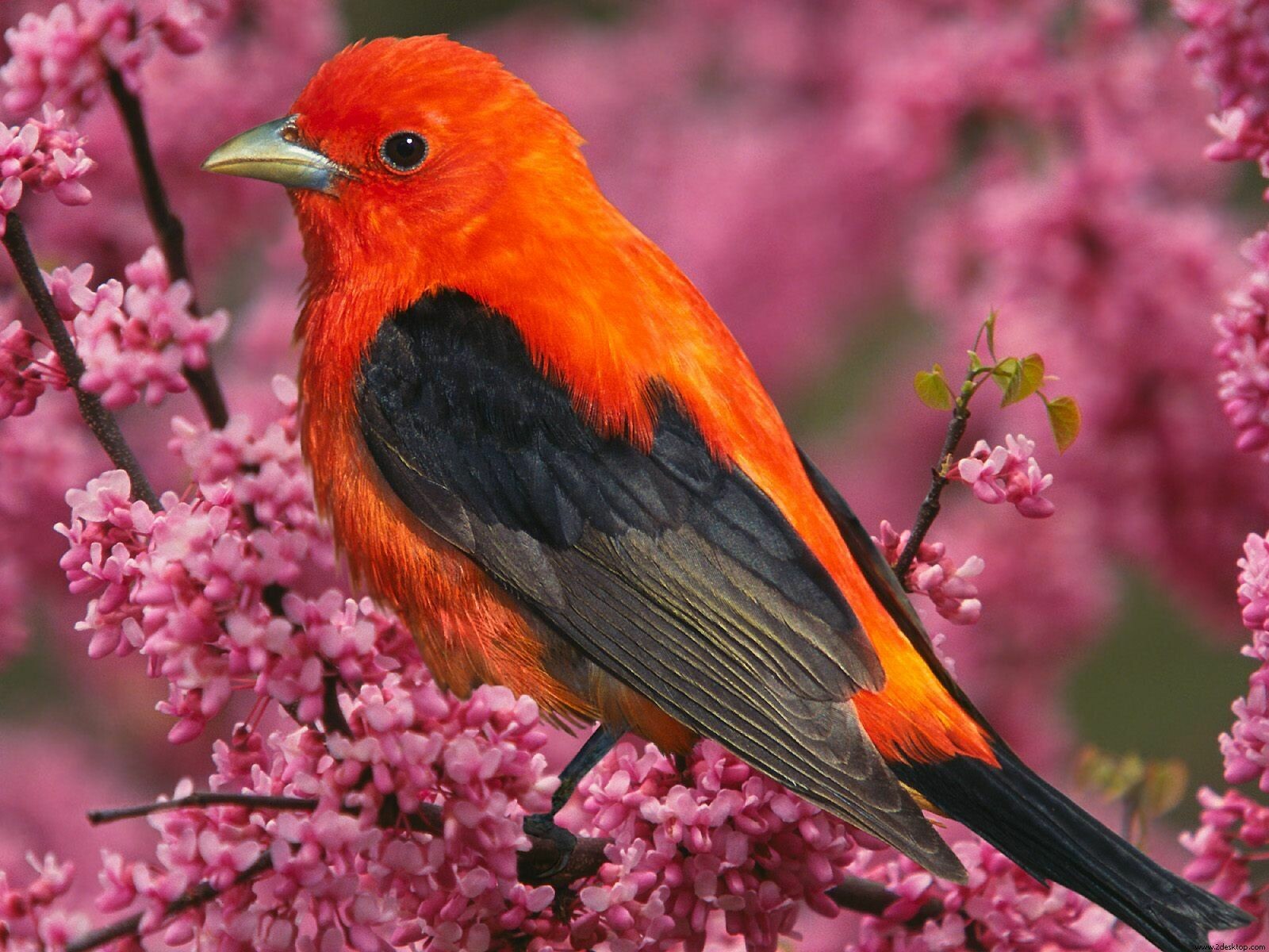 Beautiful Birds Wallpapers