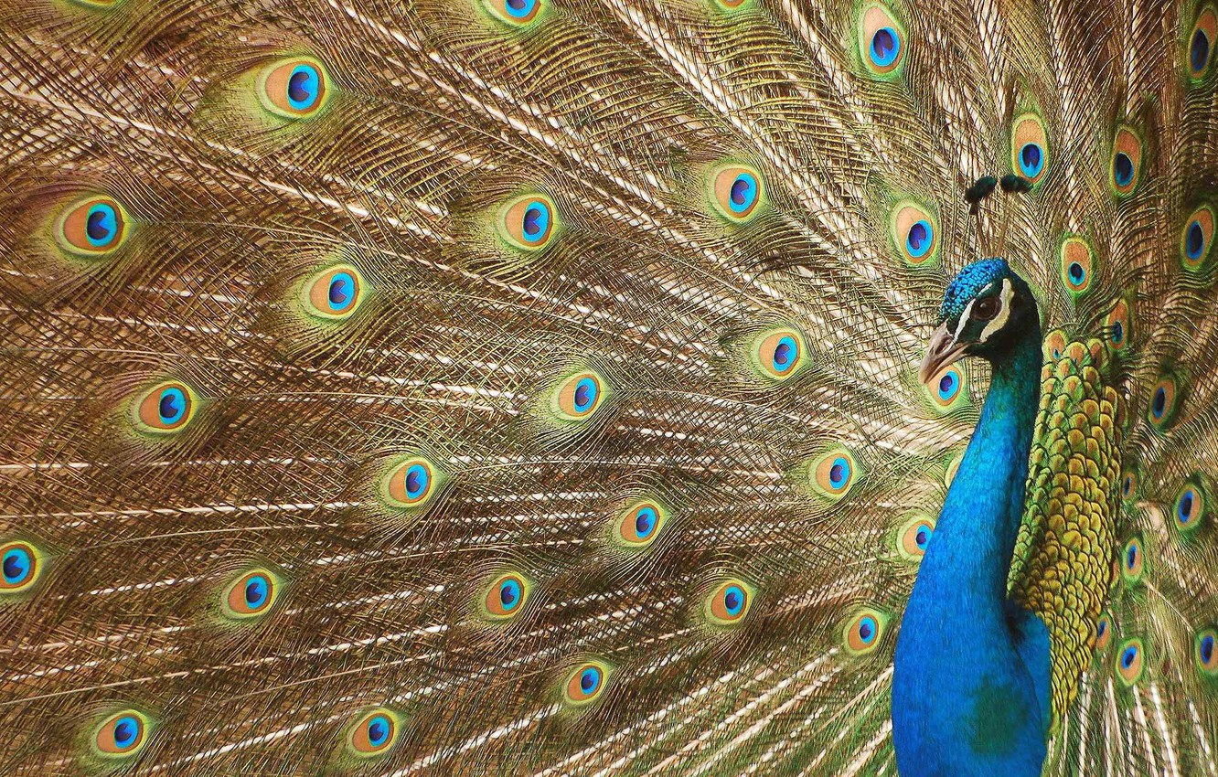 Beautiful Birds Wallpapers